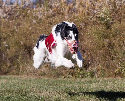 Top Versatility Borzoi 2021